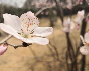 桃花