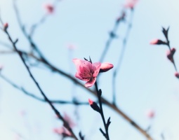 三月桃花始盛开